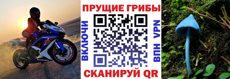 Псилоцибиновые грибы Psilocybe  Новоржев 